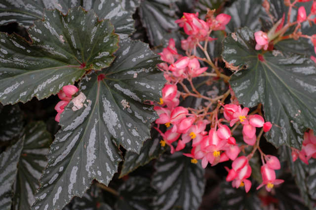 B. ‘Bob Butler’